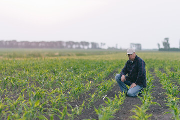 Fototapeta premium A man kneeling down amidst a vast field of corn.