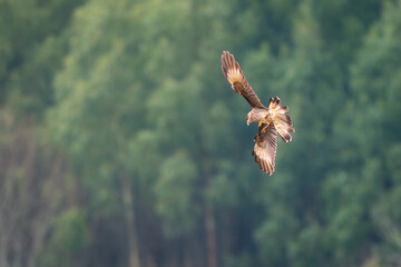 bird