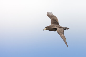 Obraz premium bird
