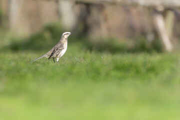 bird