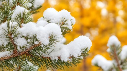 Snow Dusted Pine Branch Against Autumnal Background
