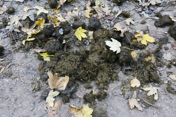Horse dung, pile of horse shit on path of autumn forest