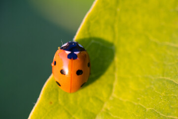 ladybug on leaf
