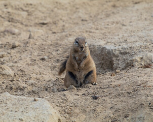 meerkat on guard