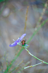 Insect interacting with purple flower natural habitat close-up photography outdoor environment macro view nature appreciation