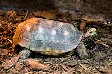 turtle on the rocks