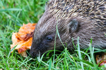hedgehog in the grass