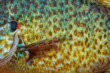 Bluegill (2024)