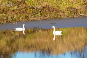 white swan in the lake