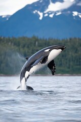 Obraz premium A beautiful natural landscape with a whale jumping. A large whale above the surface of the water. Contemplation of the wild