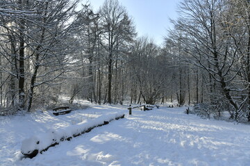 Naklejka premium Route ombragée sous la neige en forêt de Soignes à Woluwe-Saint Pierre (Bruxelles)