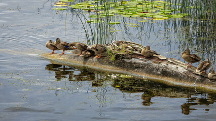 Ducks on a Log