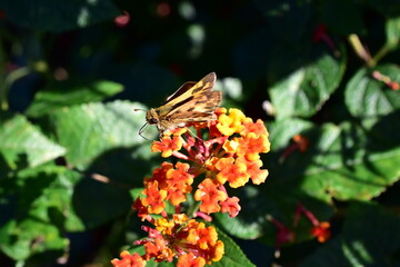 Skipper butterfly on a lantana flower