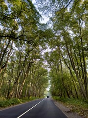 Autumn road winding through picturesque forest create a cozy and peaceful atmosphere. Tall trees with colorful foliage, ranging from vibrant greens to golden and red hues, form natural tunnels with