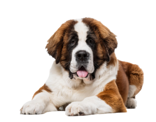 Saint Bernard dog lying isolated on white background, cut out