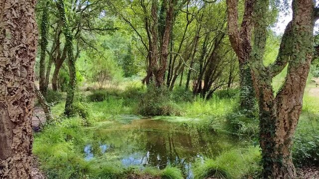 kleiner T&uuml;mpel als Ruheoase in idyllischem gr&uuml;nen Wald, B&auml;ume, Natur, Landschaft, Naturschutzgebiet, Idylle, Ruhe
