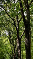 Obraz premium A serene forest scene featuring tall, sunlit trees with vibrant green foliage. The interplay of light and shadow creates a tranquil and immersive atmosphere, perfect for nature enthusiasts lovers