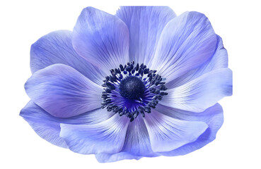 blue purple anemone flower isolated on white background.AI GENERATED