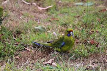 Picture of a beautiful swift parrot on the grass in Bruny Island, Tasmania. Amazing endemic colorful bird, endangered. Yellow, red and blue feathers. Superb parrot in the wild, birdlife in Australia.
