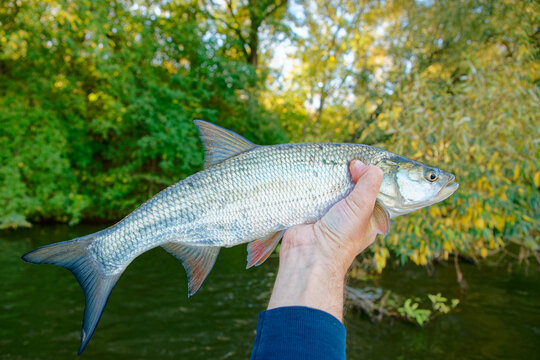 Asp fish (Aspius aspius) in fisherman's hand