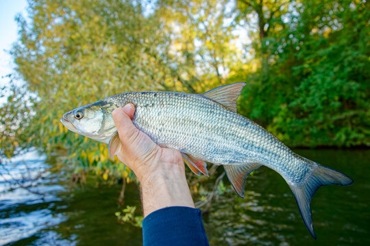 Asp fish (Aspius aspius) in fisherman's hand