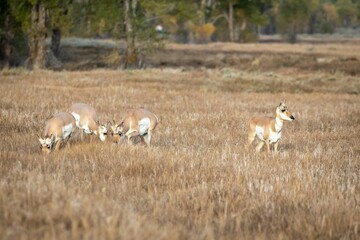 Pronghorn in a field in Grand Teton National Park