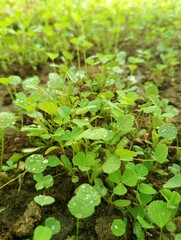 Beautiful Green Leaves Plants Looking So Beautiful 