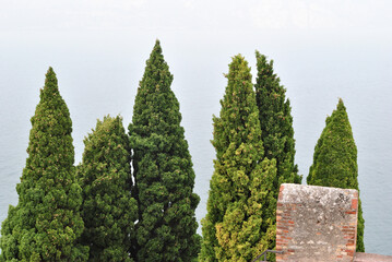 Tall Italian Pine Trees on Hazy Day 