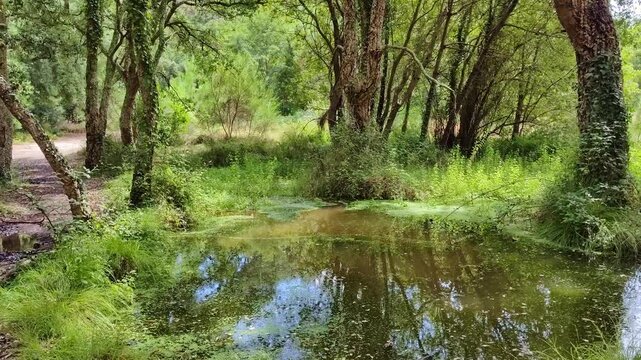 kleiner T&uuml;mpel als Ruheoase in idyllischem gr&uuml;nen Wald, B&auml;ume, Natur, Landschaft, Naturschutzgebiet, Idylle, Ruhe
