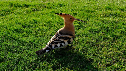 Eurasian hoopoe (Upupa epops) on the lawn © Alexey