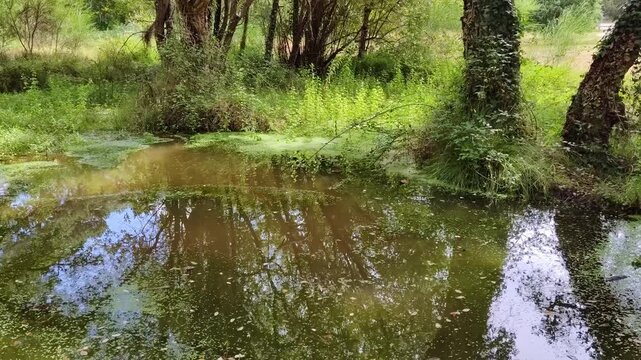 kleiner T&uuml;mpel als Ruheoase in idyllischem gr&uuml;nen Wald, B&auml;ume, Natur, Landschaft, Naturschutzgebiet, Idylle, Ruhe
