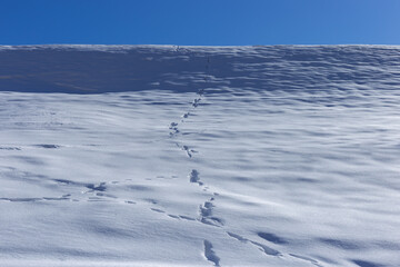 Obraz premium Footprints leading across a snowy ground under a vibrant blue sky. Concept a good weather. 
