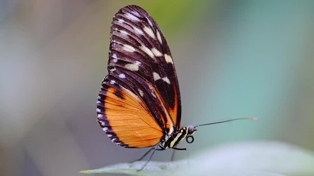 Close-up of Hecale Longwing butterfly on a leaf, slow-motion 4K with a tranquil nature backdrop.