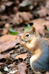 Obraz premium Rodent animal idea concept. Caucasian squirrel (Sciurus anomalus) in the dried grass. Squirrel eating. Nature.
