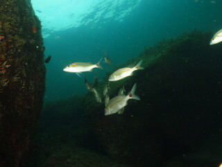 Obraz premium Fish