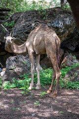 A camel traverses the lush, green landscape of Dhofar, Oman, where the desert meets the tropical vegetation. 