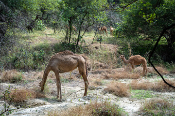 A camel traverses the lush, green landscape of Dhofar, Oman, where the desert meets the tropical vegetation. 