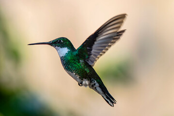 Colibrí garganta blanca volando © Maelia Rouch