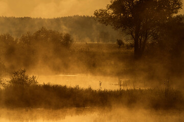 Beautiful calm sunrise on the river. steaming water and silhouettes of trees in soft sunlight....