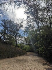 Hiking in Maui enjoying Nature