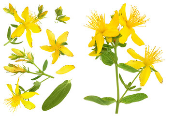 saint john's wort or Hypericum flowers isolated on white background. Top view with copy space for...