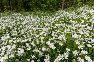 White spring flowers in the forest