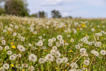 White flowers in the spring field