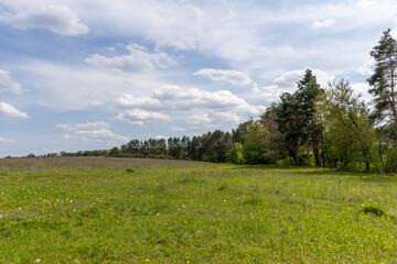 Bright green field in spring