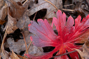 A bright red wild geranium leaf among brown leaves in the autumn. 
