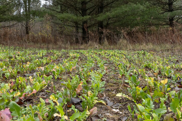 A deer food plot with turnips in a pine forest. 