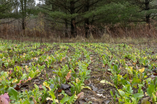 A deer food plot with turnips in a pine forest. 