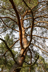 Green pine tree in the forest