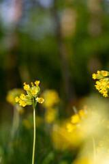 Obraz premium Yellow flowers in the spring forest