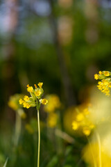 Yellow flowers in the spring forest